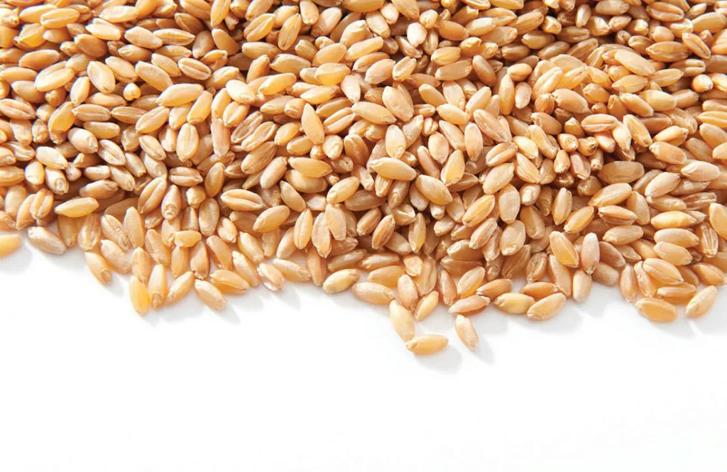 фотография продукта Закупаем пшеницу, ячмень