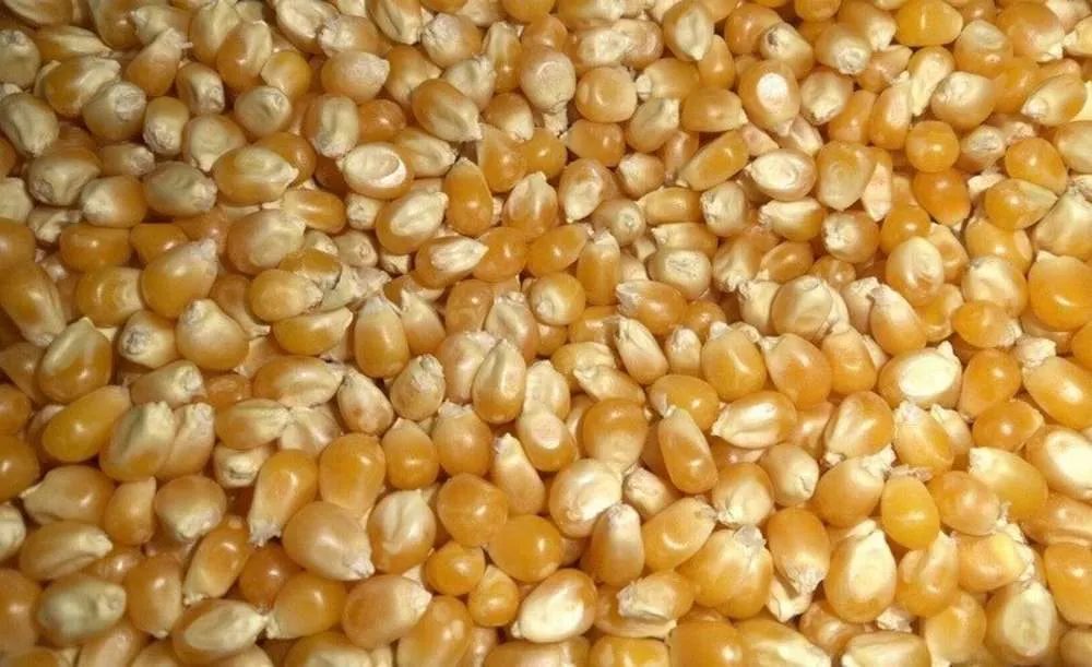 кукуруза фуражная в мешках в Тамбове и Тамбовской области