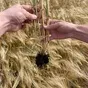 ячмень озимый семенной элиты 300 тонн. в Тамбове и Тамбовской области 12