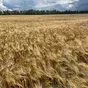 семена ячменя озимого (элита) 300 тонн в Тамбове и Тамбовской области 2