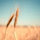 2 млн тонн зерна на подходе в Тамбовской области