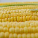 Тамбовская область заявила о рекордном урожае кукурузы 2021