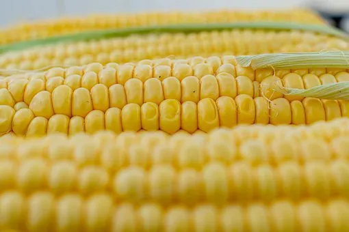 Тамбовская область заявила о рекордном урожае кукурузы 2021
