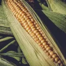 Экспорт тамбовской кукурузы вырос в 25 раз - Минсельхоз