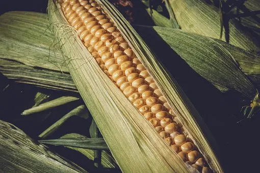 Экспорт тамбовской кукурузы вырос в 25 раз - Минсельхоз 