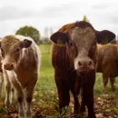 Тамбовские животноводческие хозяйства обеспечены кормами свыше потребности