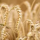 Тамбовская область расширит посевные площади под озимой пшеницей