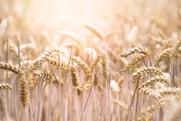 Турция скупает пшеничные отруби в Тамбовской области