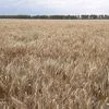 семена озимой пшеницы в Тамбове